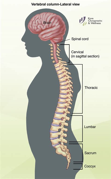 Printable Diagram Of Spine And Vertebrae