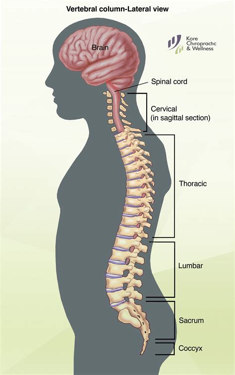 The first view classview is initialized with a backbone model of a class, and needs to listen to its change and destroy events. The #spine is a very complex structure composed of 33 stacked #vertebra that function to protect ...