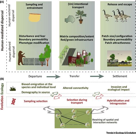 human mediated dispersal and the rewiring of spatial networks trends in ecology and evolution