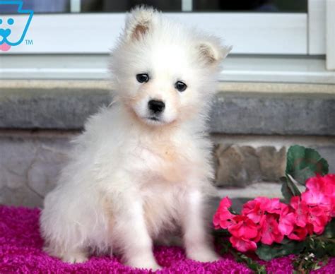 Find samoyed puppies and breeders in your area and helpful samoyed information. Samoyed Puppies For Sale | Puppy Adoption | Keystone Puppies