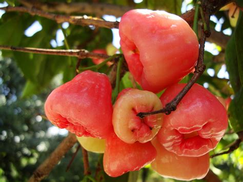 Philippines Fruits 15 Top Healthy Fruits In The Philippines The Asian