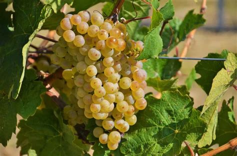 The Best Chenin Blanc Wine The Triumphant Comeback Of A Classic Vino