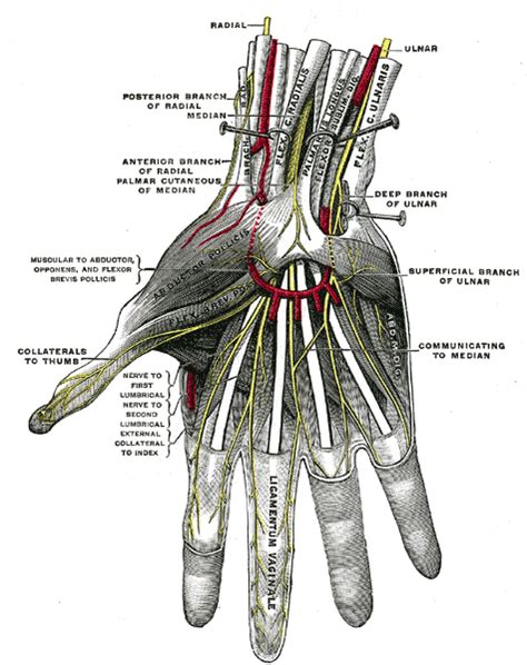 Adductor Pollicis Muscle Wikidoc