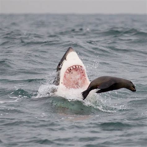 Great White Sharks Hunting Cape Fur Seals Off The Coast Of Cape Town