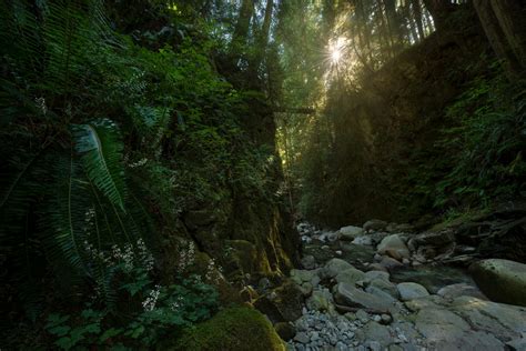Vancouvers Rainforest Canyons Inside Vancouver Bloginside Vancouver Blog