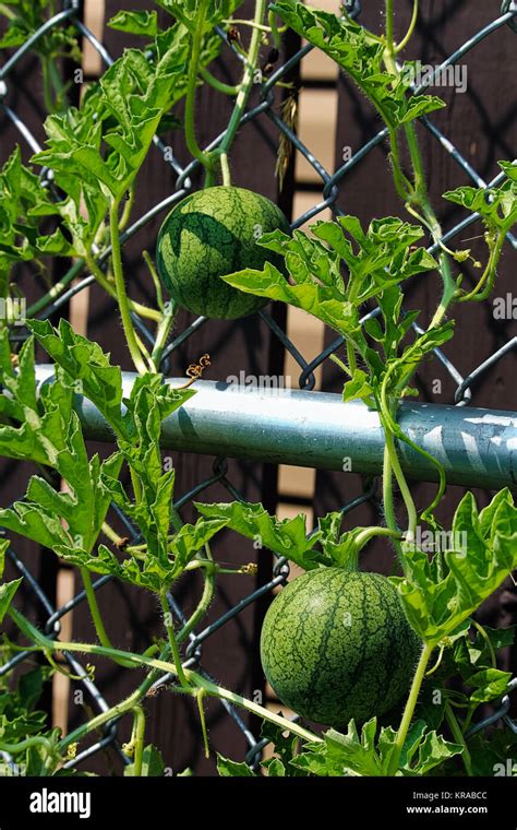 Two Young Watermelons Growing Upright On A Trellis Stock Photo Alamy