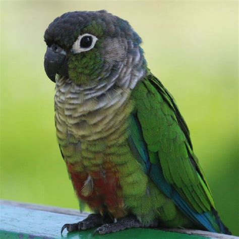 The Green Cheeked Parakeet Pyrrhura Molinae