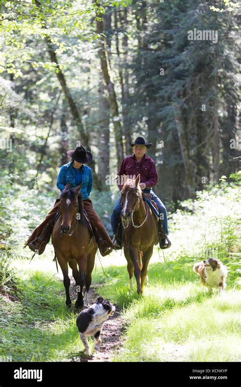 Horseback Riders Exercise Their Horses Along With With Their Dogs On A