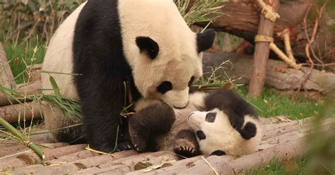 China Says Giant Pandas No Longer Endangered Species