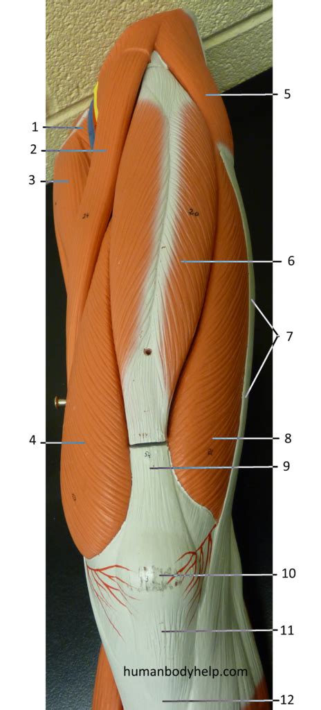 Learn about upper torso anatomy lab with free interactive flashcards. Anterior Thigh - Human Body Help