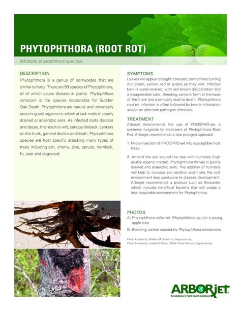 Pdf Phytophthora Root Rot · Pdf Filephytophthora Root Rot