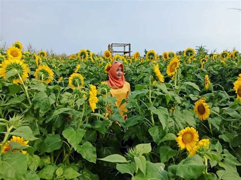 Kebun bunga matahari inipun segera viral ketika banyak para instagrammers yang datang untuk berburu foto disini. Rute & Tiket Pesisir Bunga Matahari: Wisata di Kulon Progo ...