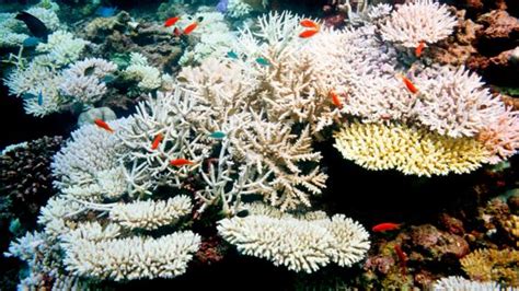 Bbc Future How Can We Save Our Dying Coral Reefs
