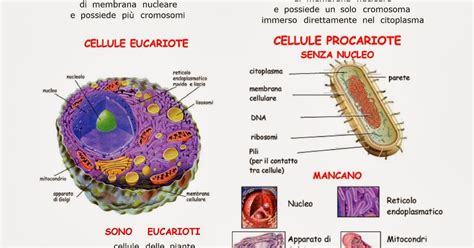Paradiso Delle Mappe Le Cellule Eucariote E Procariote