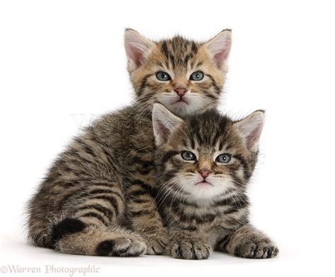 Two Cute Tabby Kittens Photo Wp36208