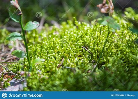 Sunlit Moss In A Dense Forest With Focus On Part Of The Moss And