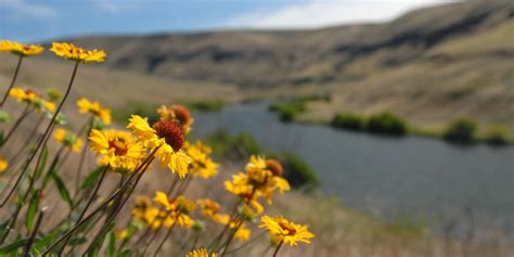 Wildflower Hikes In Oregon Outdoor Project