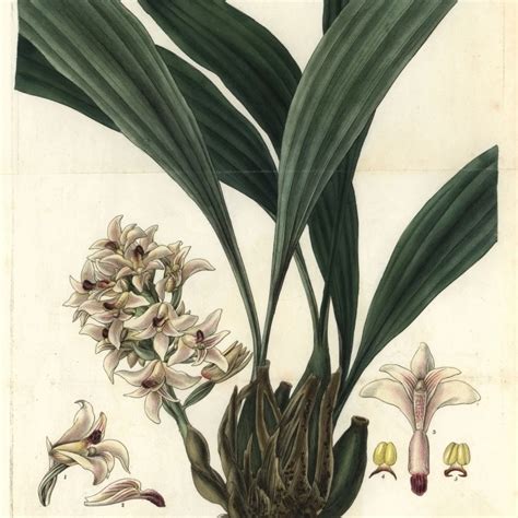 Scaly Xylobium Orchid Xylobium Squalens Poster Print By Florilegius