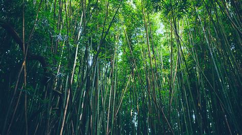 Download Wallpaper 1920x1080 Bamboo Trees Thickets Full Hd Hdtv Fhd