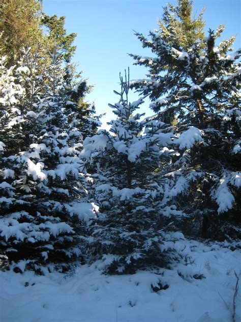 Snow Spruce Trees