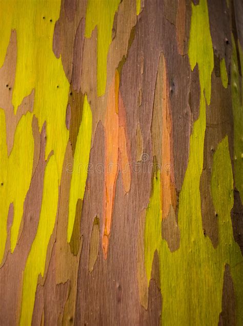 Detail Of Colorful Bark Of Rainbow Eucalyptus Tree Stock