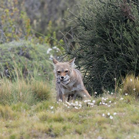 Premium Photo South American Gray Fox Lycalopex Griseus Carrying