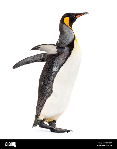 Side View Of A King Penguin Walking Isolated On White Stock Photo Alamy