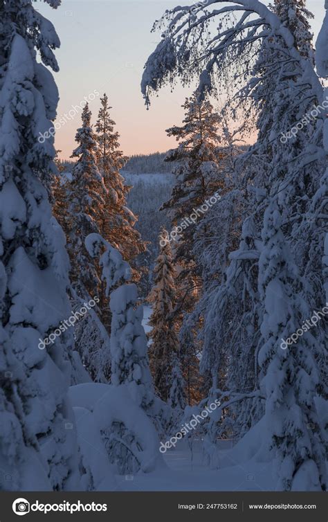 The Winter In Lapland Norrbotten North Of Sweden Frozen Trees Stock