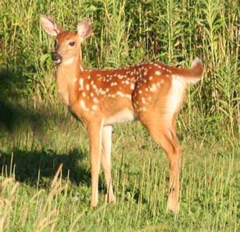 10 Interesting White Tailed Deer Facts My Interesting Facts