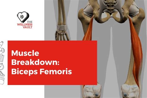 Muscle Breakdown Biceps Femoris Your House Fitness