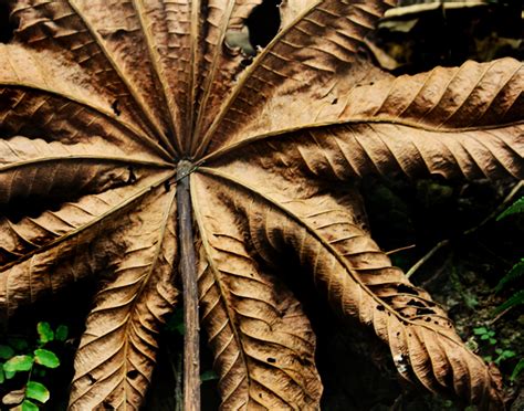 Rainforest Canopy Leaf Plant And Nature Photos Elkinsphotos Gallery
