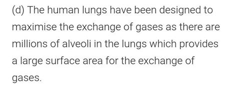 How Lungs Are Designed In Human Beings To Maximise The Area For