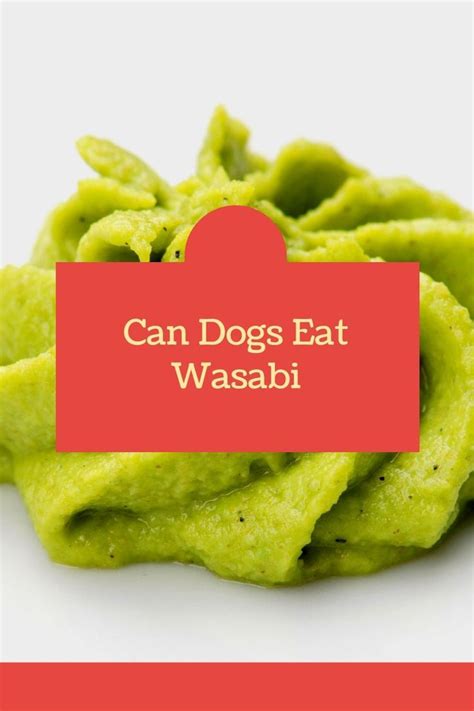 Can Dogs Eat Wasabi Can Dogs Eat Dog Eating Canning