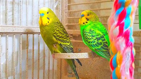 3 Hr Budgies Chirping Talking Singing Parakeets Sounds Reduce Stress