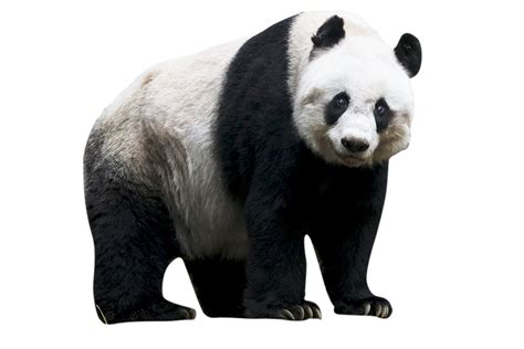 Panda Png Transparent Image Download Size 1000x667px