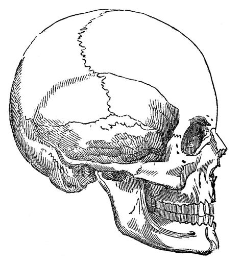 5 out of 5 stars (1,202) $ 4.00. 6 Skull Images - Vintage Anatomy Clip Art - Bones - The ...