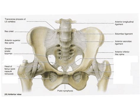 Intertrochanteric comments on pelvic bone and ligaments anatomy0. Ligaments of the pelvis (Anterior view)