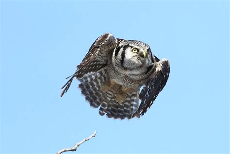Northern Hawk Owl Michael Loyd Flickr