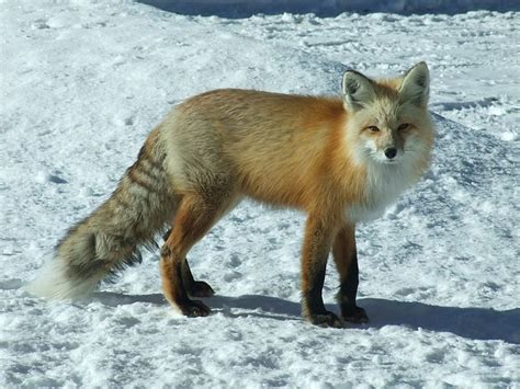 Creatures Of Arctic Animals Thriving In The Frigid Tundra