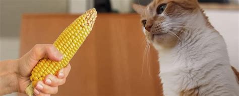 When you buy through links on our site, we may earn an affiliate commission. Can Cats Eat Corn 2021 Safe OK for Kittens to Have Corn ...
