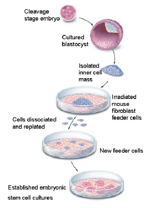 Animal Cell Culture Procedure Cell Culture Introduction Abm Inc