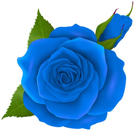 Blue Rose and Bud Transparent PNG Clip Art | Gallery Yopriceville png image