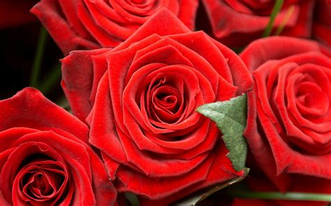 Wallpaper Romantic Red Roses 2560x1600 Hd Picture Image