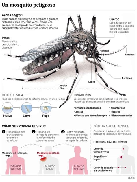 El Mapa Del Dengue En Argentina Hay Más De Mil Casos En 14 Provincias