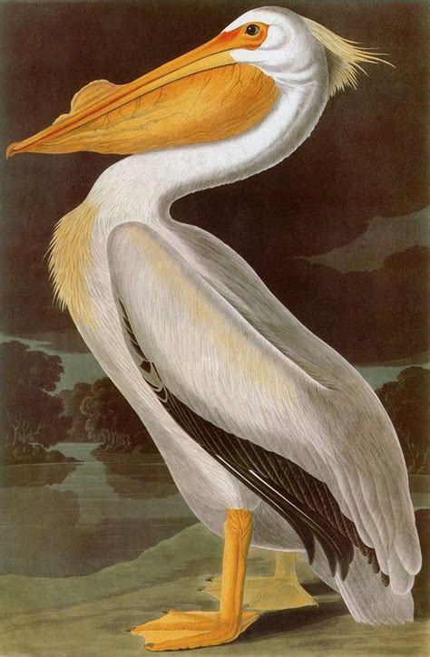 John James Audubon Reproductions Birds Of America American Pelican