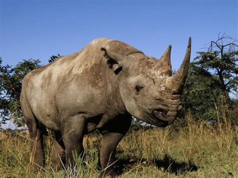 Последние твиты от وحيد القرن (@usuallyhungover). معلومات رائعة عن وحيد القرن الأسود بالصور - ماجيك بوكس