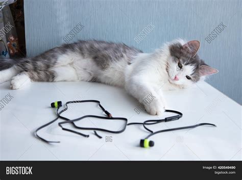 Cat Has Chewed On Image And Photo Free Trial Bigstock