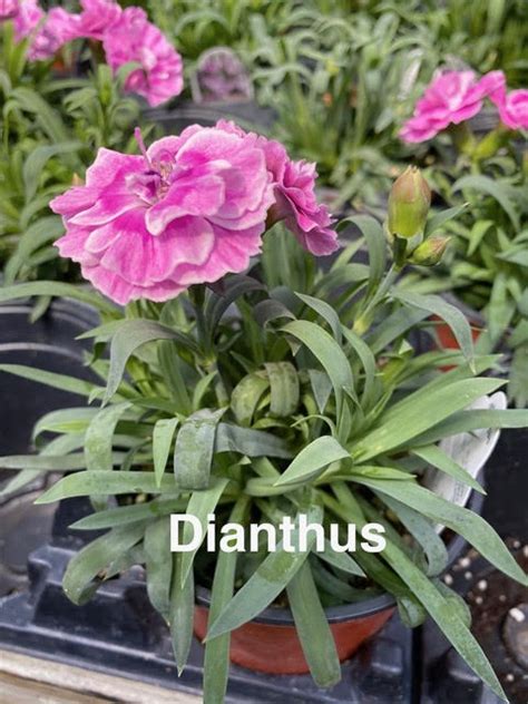 Dianthus Bengert Greenhouses