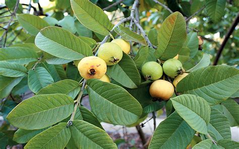 Tropical Fruit Trees Guava