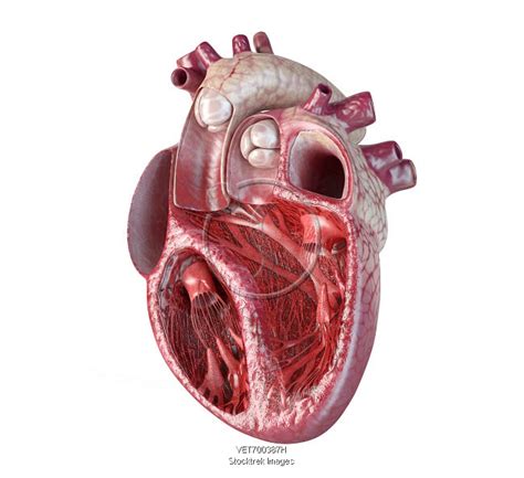 Human Heart Cross Section With Detailed Internal Structure Stocktrek